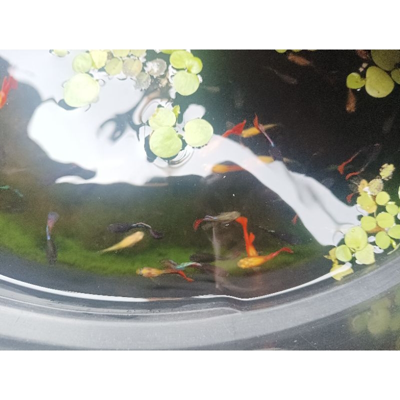Guppy cendolan dan Guppy rijek ( Random ) beli 10 e bonus 1 e HiAsAn AkSeSoRiS AqUaRiUm