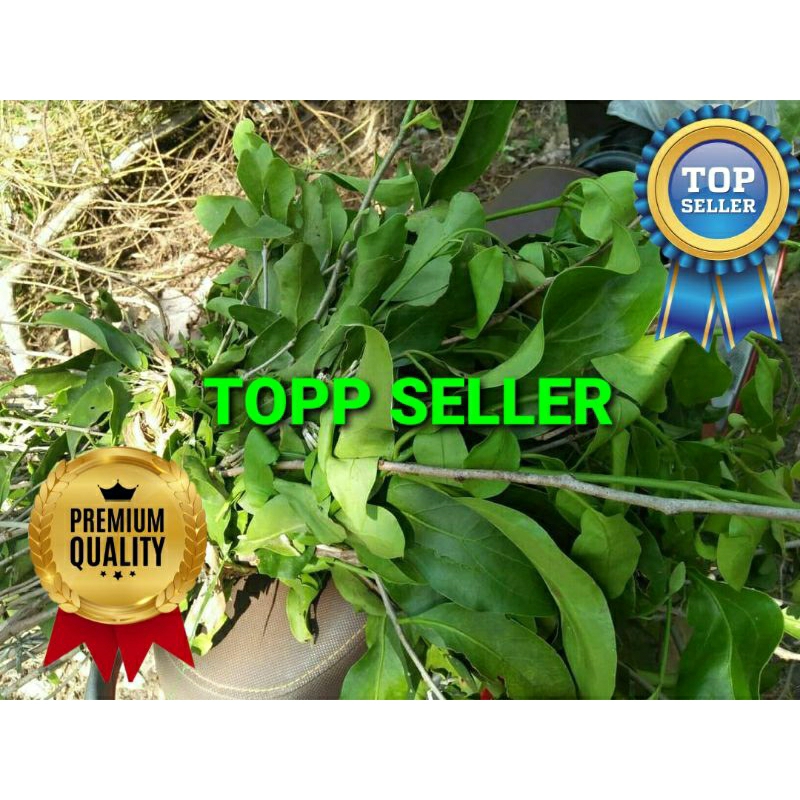 

BENALU JOHAR KERING HIJAU SUPER PREMIUM 1 KG