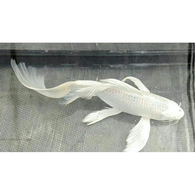 koi platinum slayer/koi kumpay slayer koi cantik ukuran 20-25cm