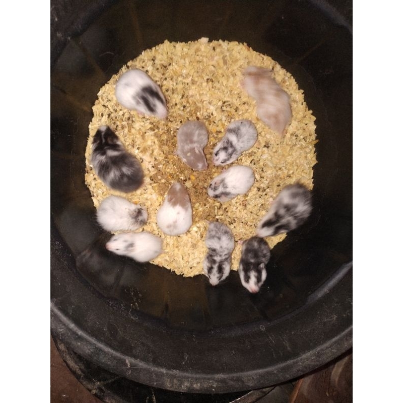 hamster syrian domspot