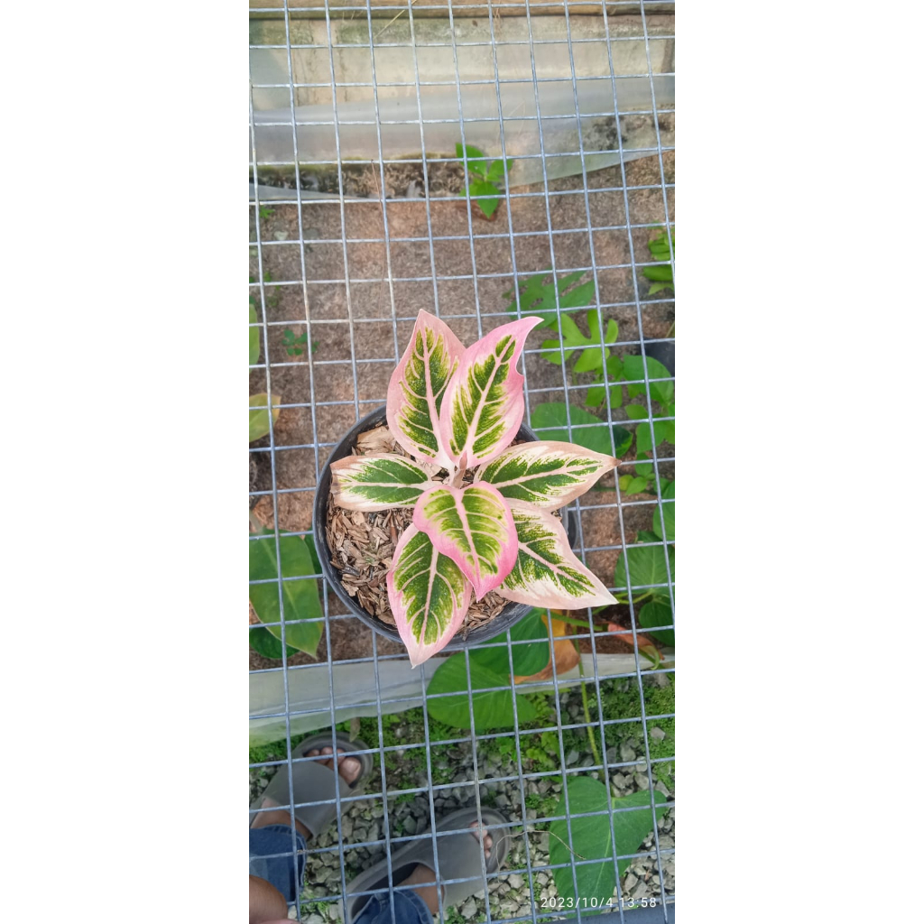 Aglaonema Lotus Delight Small Size