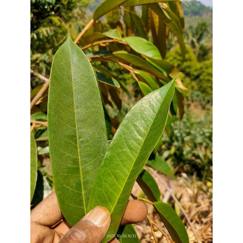 

DAUN DURIAN SEGAR 25 LEMBAR