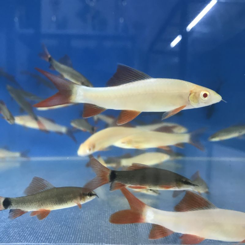 Ikan Hias Redfin Shark Albino & black / Hitam L Lumut aquarium Air Tawar kolam aquascape