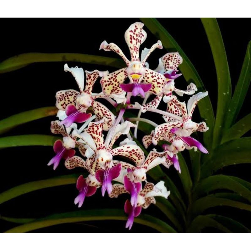 VANDA TRICOLOR SPIKE
