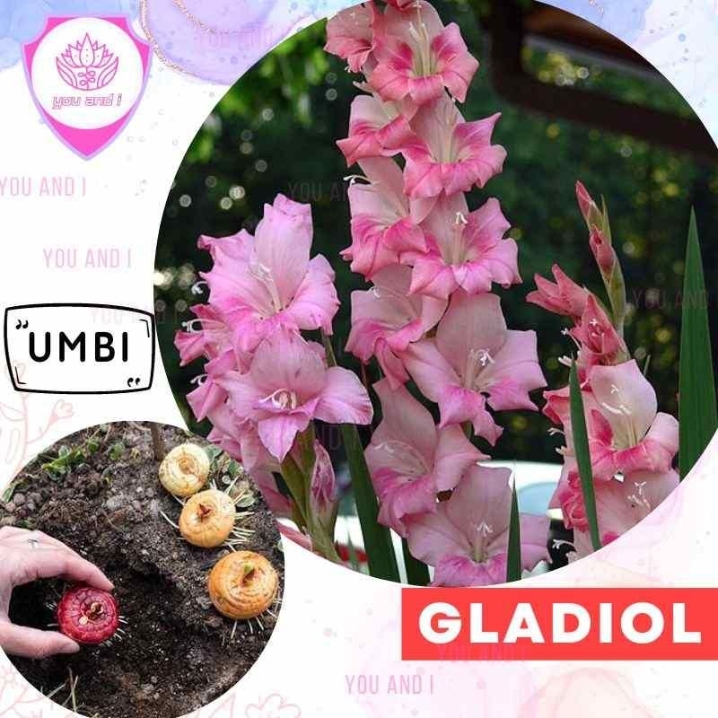 UMBI GLADIOL PINK - Bibit Bunga