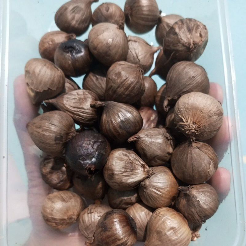 

bawang putih tunggal
