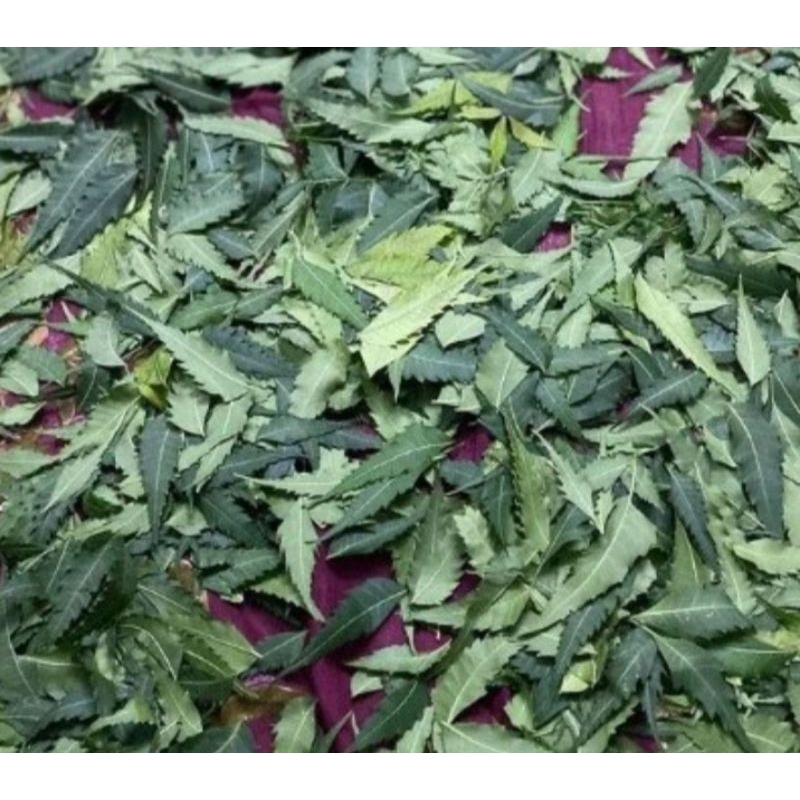 

Daun Mimba Kering 50 gram