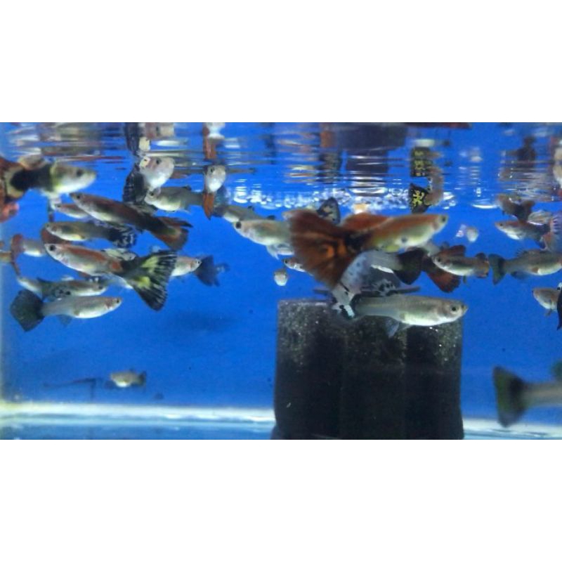 Ikan Hias Guppy Cendolan untuk aquarium, aquascape Kolam