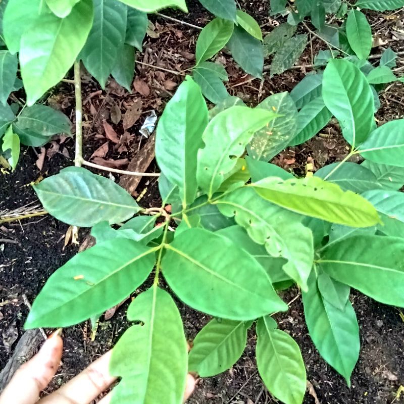 

daun salam (basah)