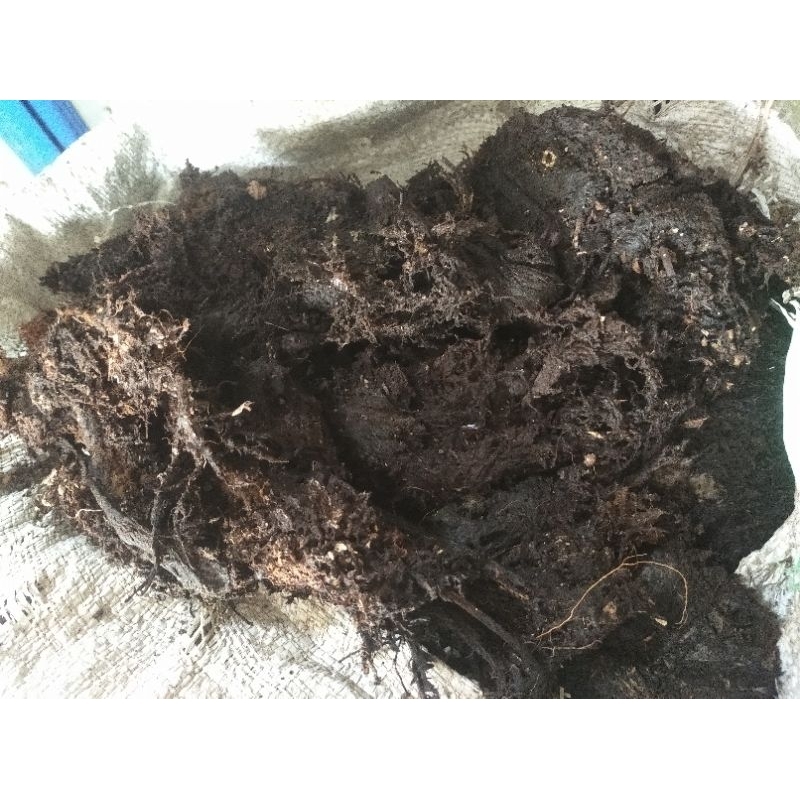 mos hitam akar kadaka media tanam anggrek media cangkok