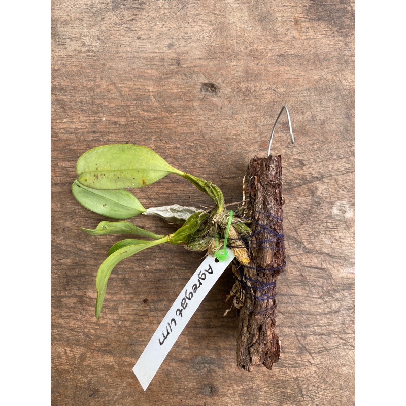 anggrek dendrobium agregatum