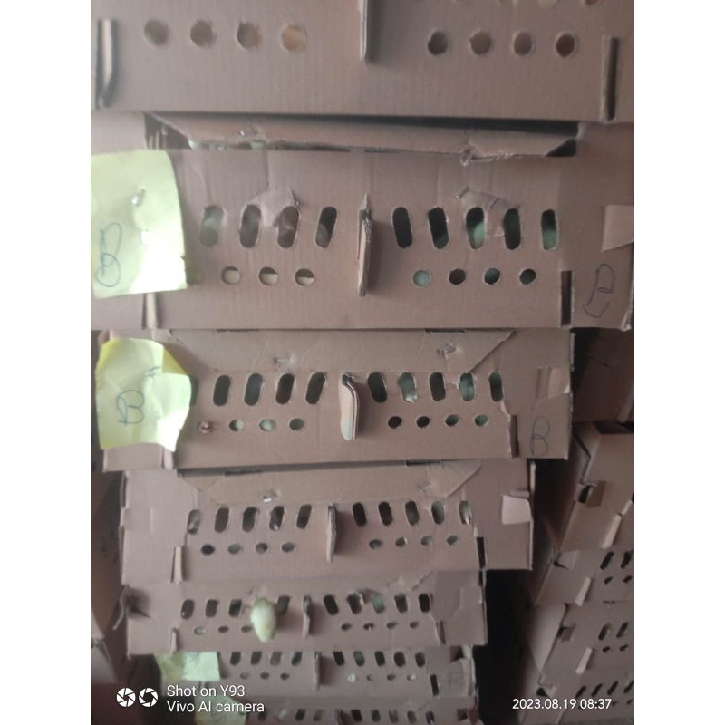 DOC Boiler Biasa/Polos Dan Boiler super nya