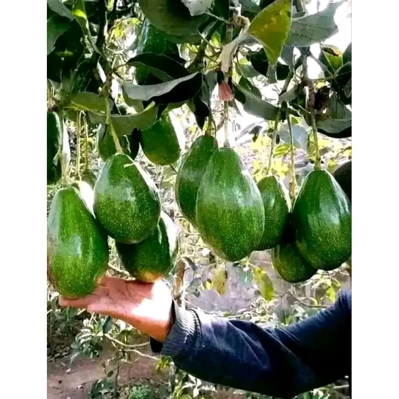 Bibit Alpukat Markus super Batang Besar