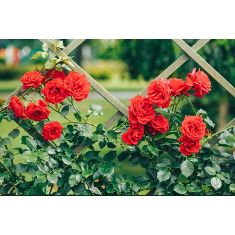 Stek Bunga mawar merah