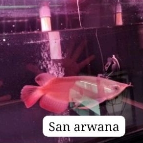 arwana super red itl fengshui spesial arowana sr hoki