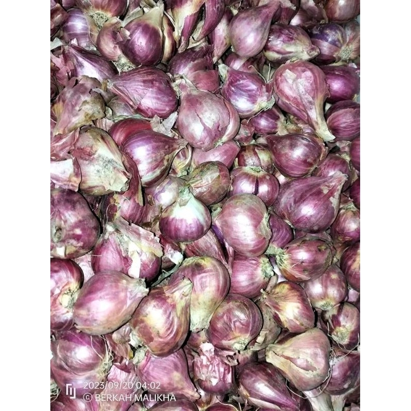 

bawang merah brebes 1 kg