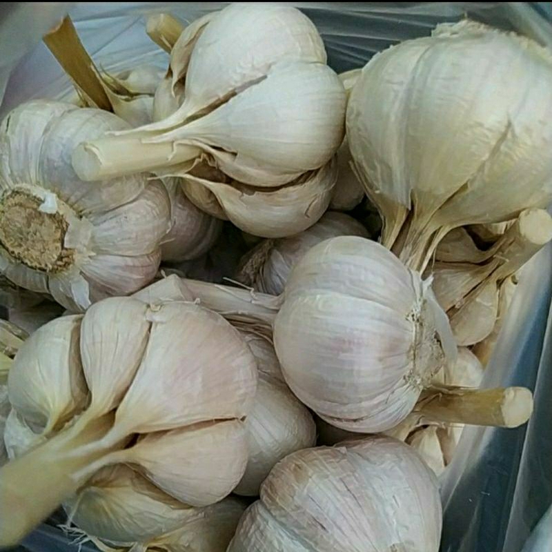 

BAWANG PUTIH KATING, SUDAH BERSIH SIAP KIRIM.
