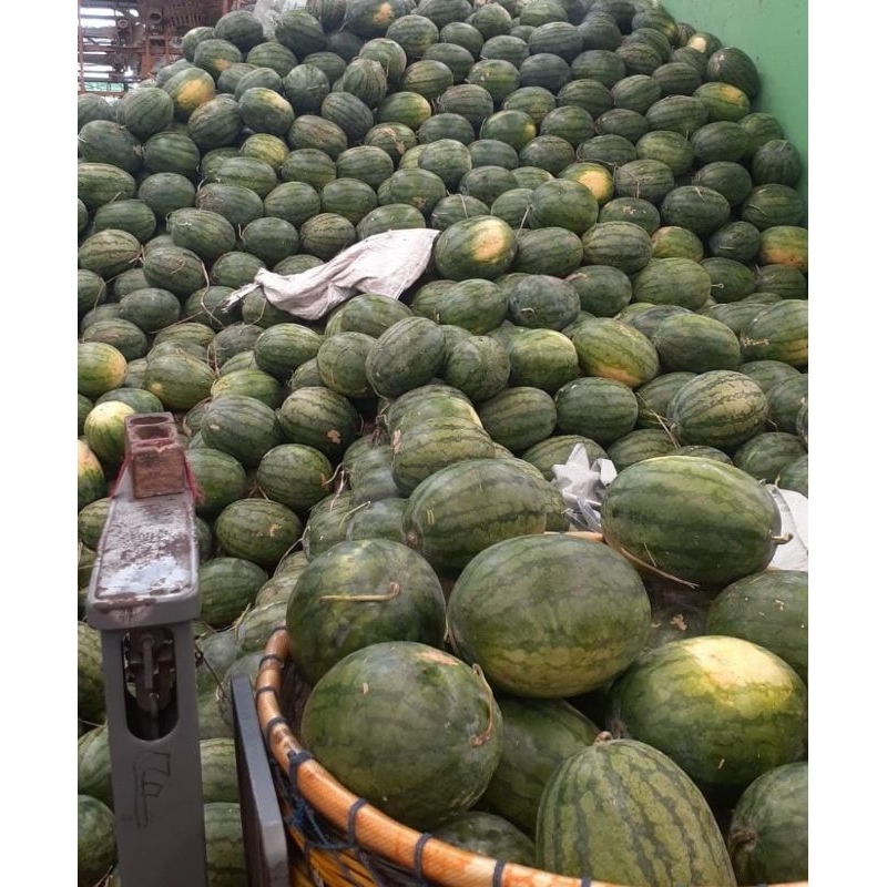 

Indukbuah Buah Semangka Merah Manis Tanpa Biji