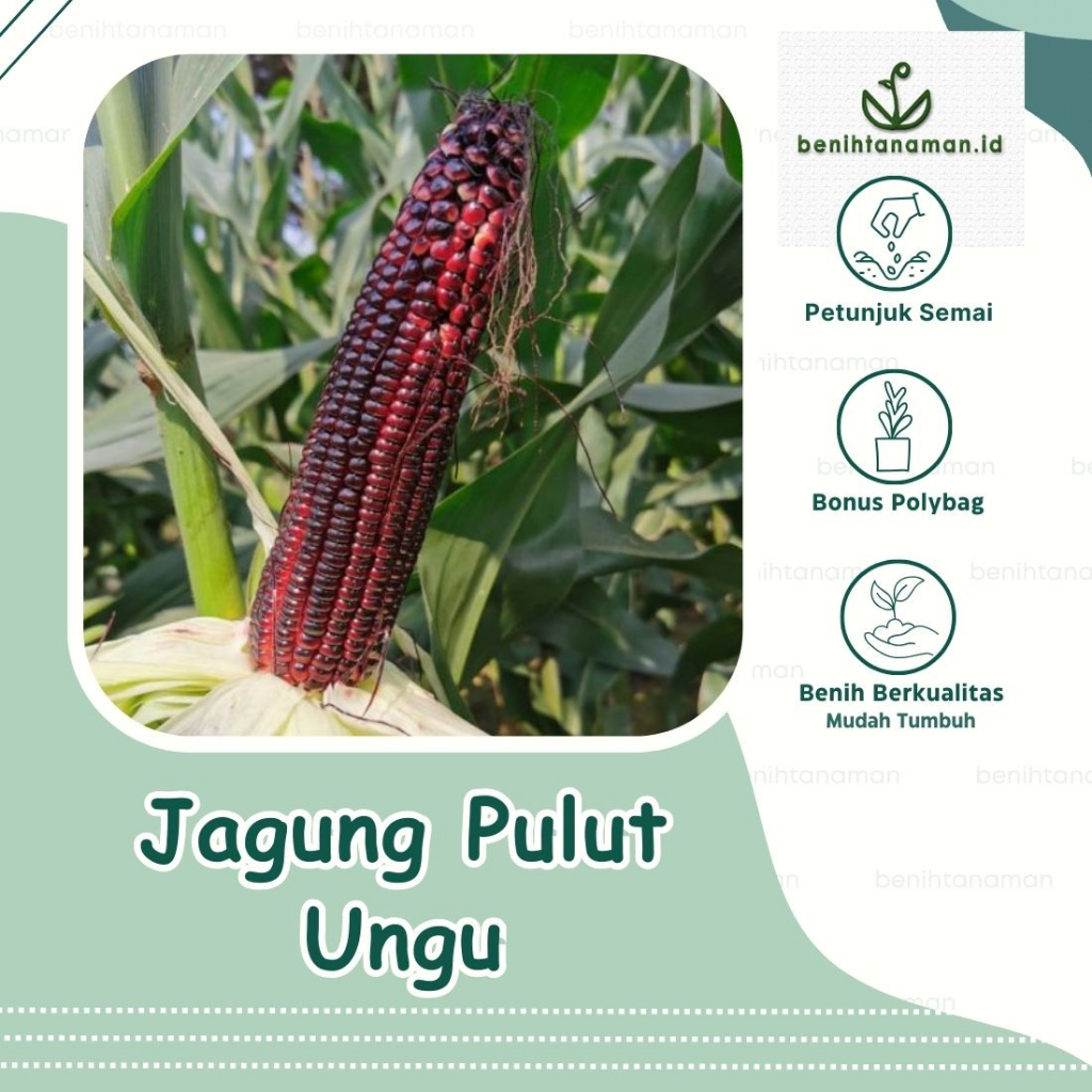 5 Biji - Benih Jagung Pulut Jagung Ketan Ungu JANTAN F1