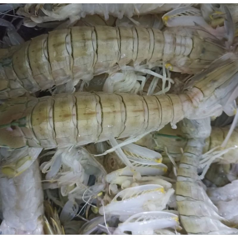 

UDANG RONGGENG/CAKREK/UDANG MANTIS 1KG