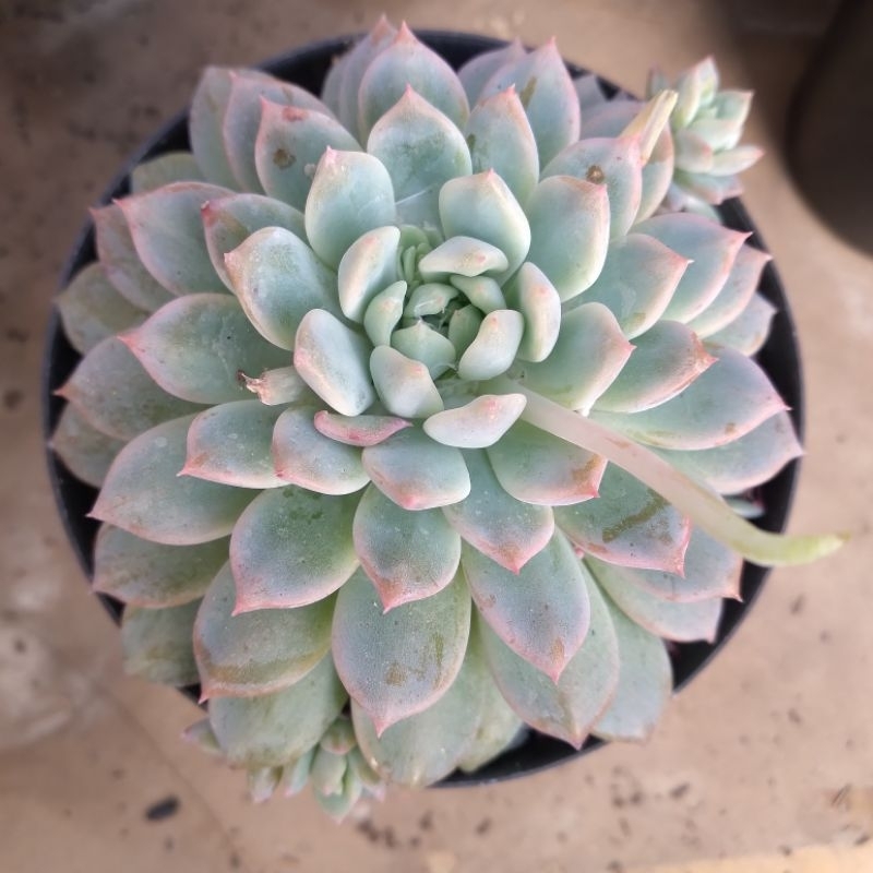 Sukulen Murah Echeveria Prolifica Ukuran Medium