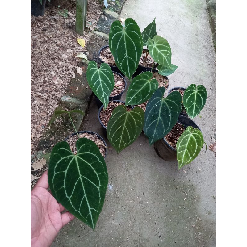 Anthurium Crystallinum x Regale Greg