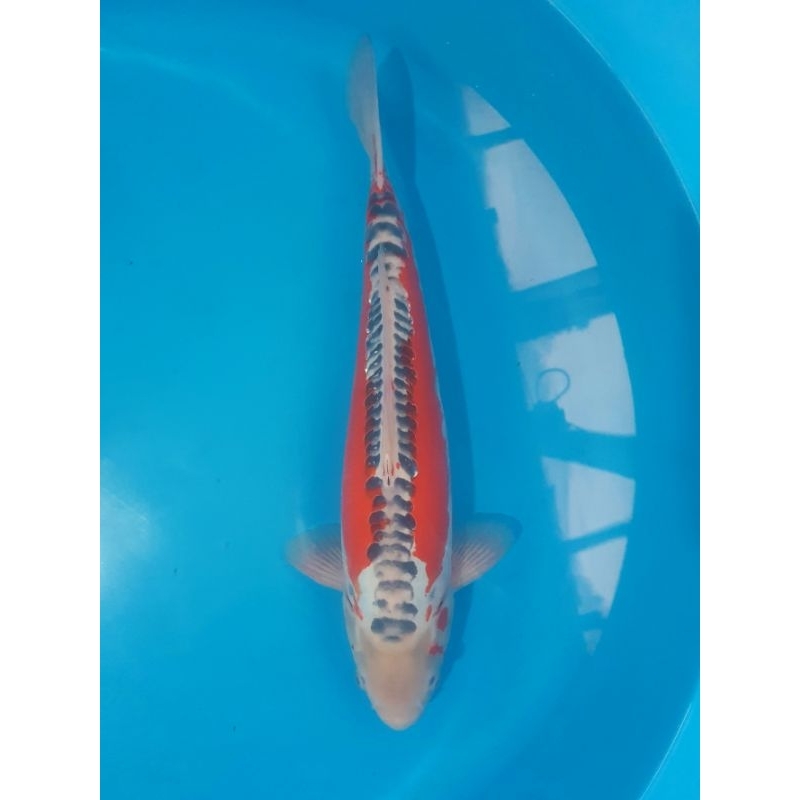 ikan koi import