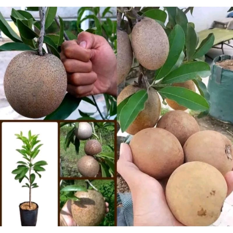 Bibit Sawo Jumbo Sudah Berbuah