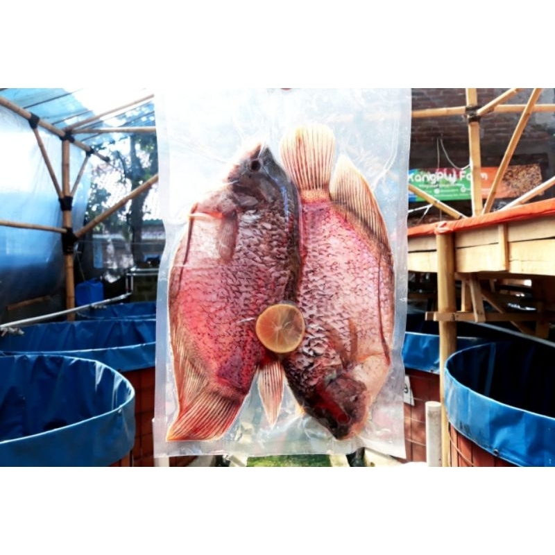 

Ikan Gurame Original Siap Goreng KPF