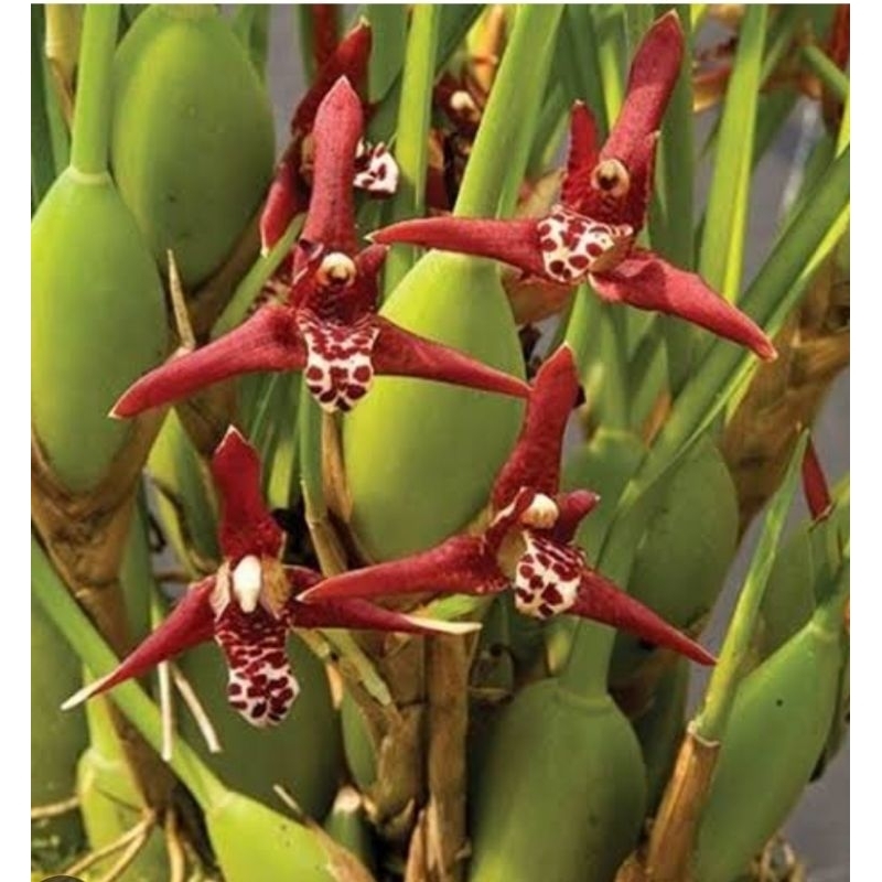 anggrek maxilaria tenuifolia bunga wangi