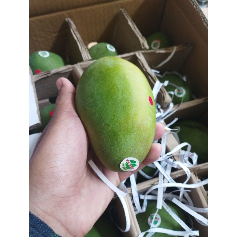 

BUAH MANGGA LILY SUPER PREMIUM 1 KG