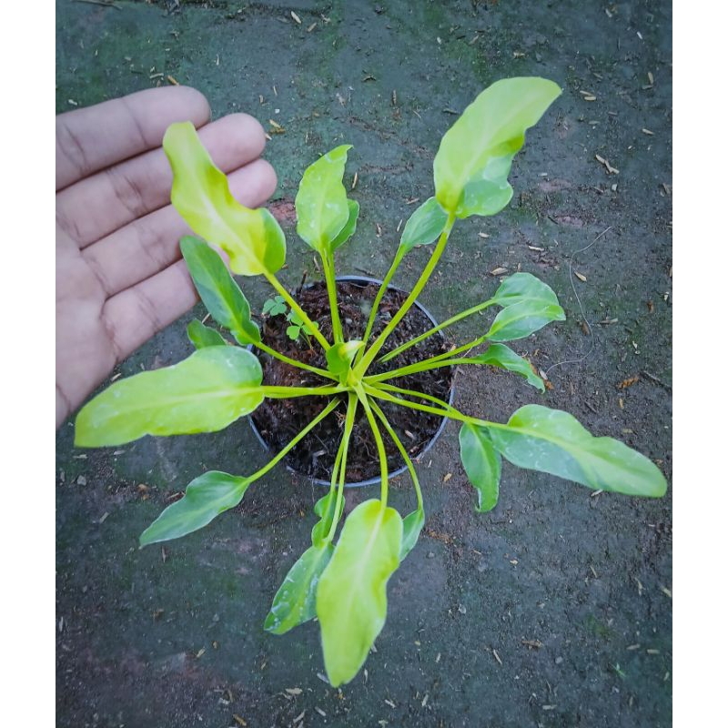 Tanaman Hias Thaomatophyllum Xanadu Varigata