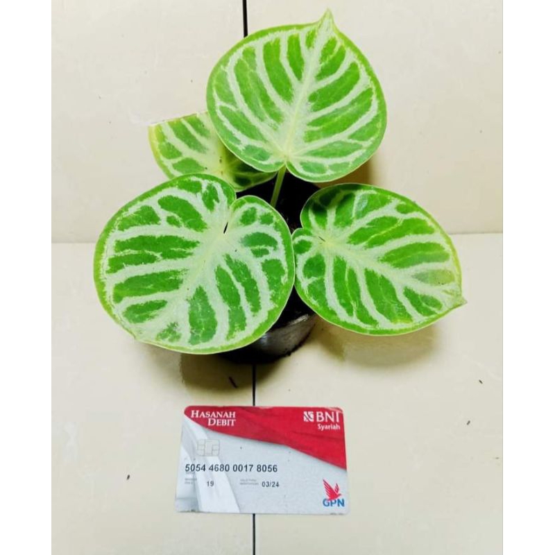 dorayaki mangkok original