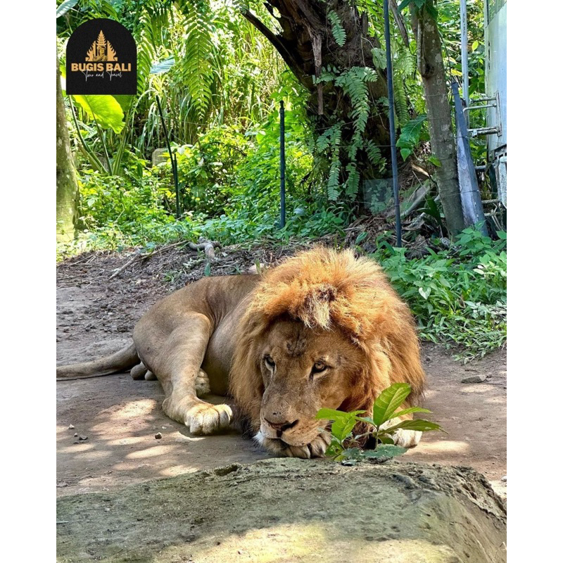 SALE  Tiket Bali Safari (Best Price) For Tourists