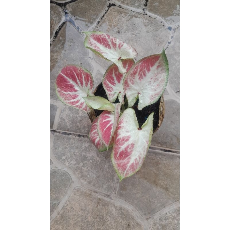 Tanaman caladium thai White Bone remaja