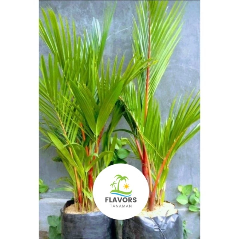 ( BISA COD ) PROMO TANAMAN HIAS PALEM MERAH ASLI / pohon palem merah asli