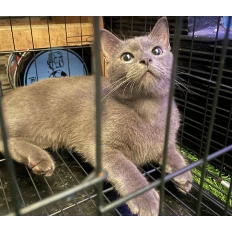 kucing British Shorthair female bluesolid