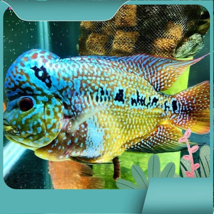 Ikan Louhan Kamfa x SRD Progress Full Mutiara
