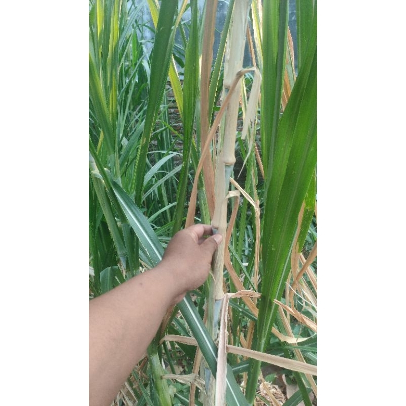 bibit stek rumput zanzibar