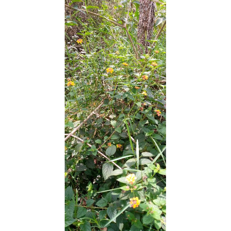 stek batang bunga lantana/saliara kuning per 10 batang