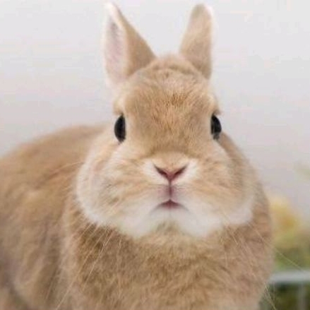 KELINCI NETHERLAND DWARF Kelinci Mini Kelinci Tidak Bisa Besar Kelinci Import Kelinci Imut Kelinci S