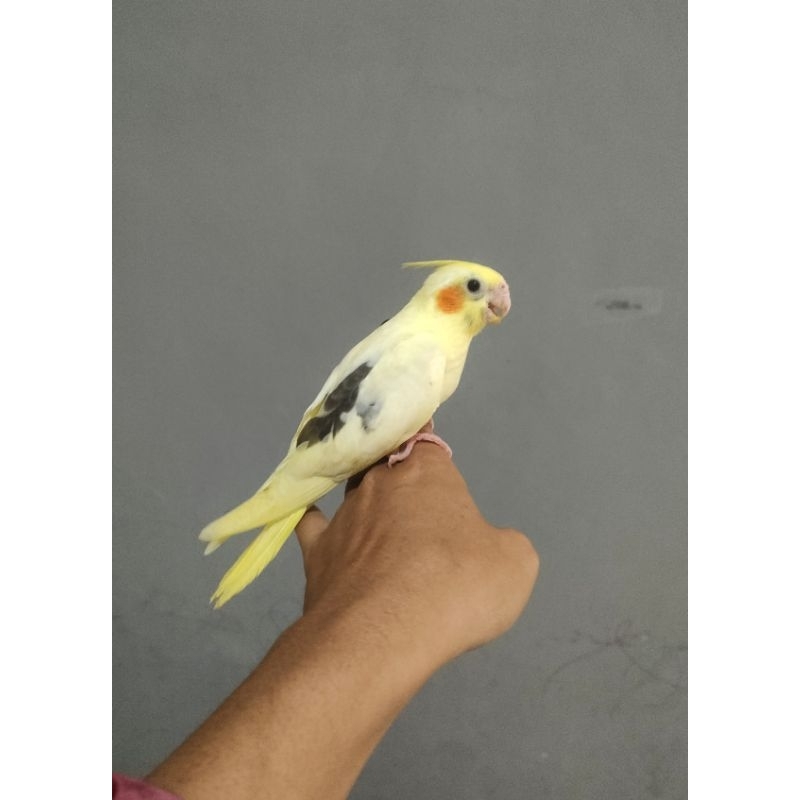 Burung Falk Parkit Australia Jinak