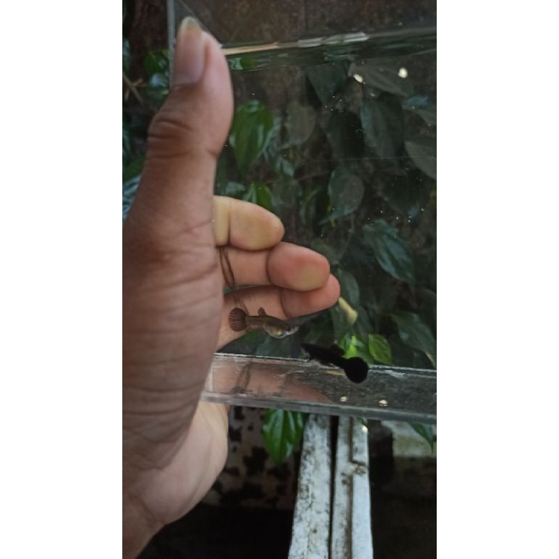 Guppy New Full Black Sepasang Ekor Bulan/Bulat