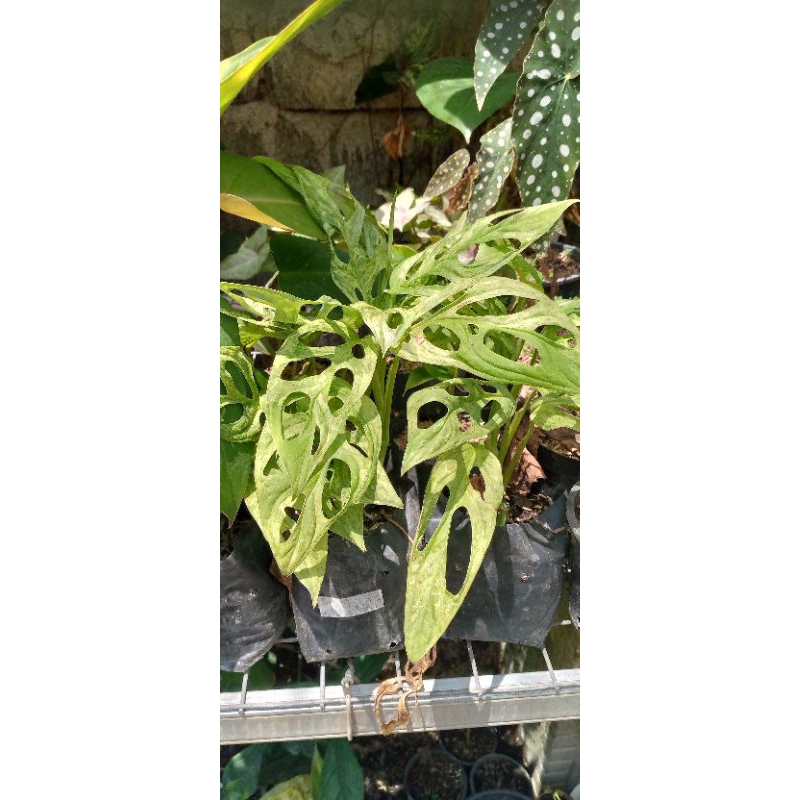 janbol varigata lokal