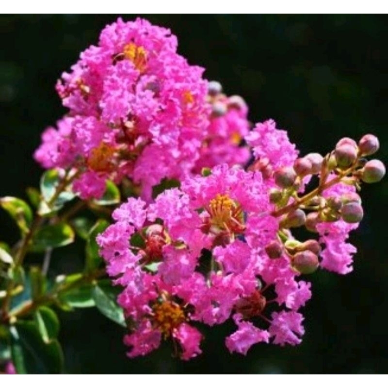 Sakura mikro /bahan bonsai