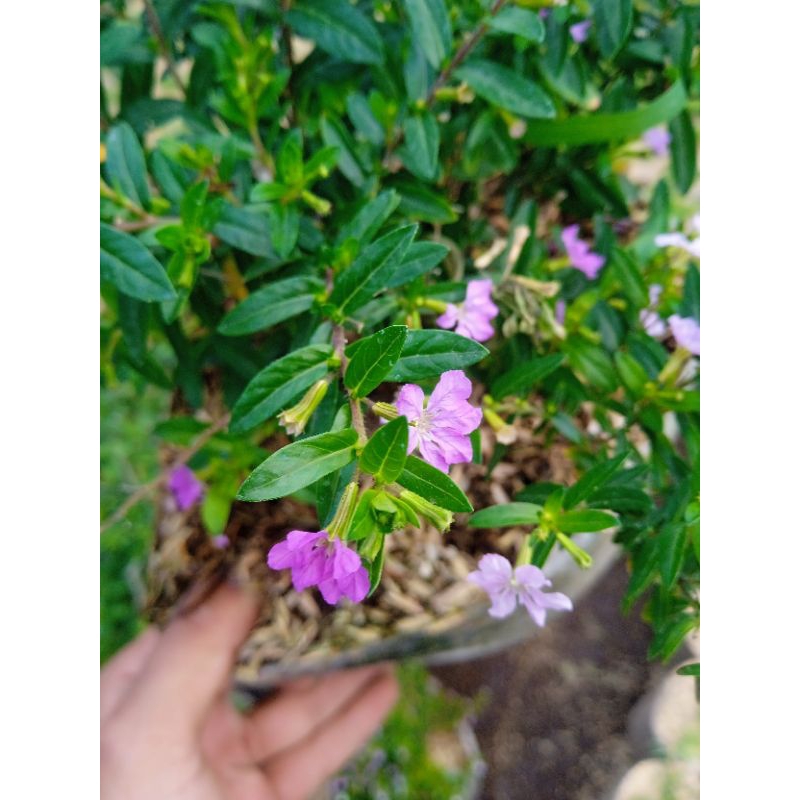 tanaman hias taiwan bunga ungu taiwan bunga ungu