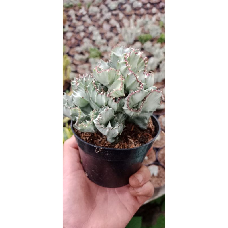 Euphorbia lactea