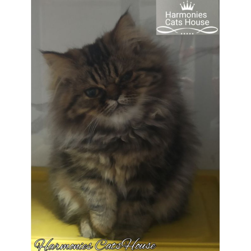 Kucing Persia Longhair Gembul / Kitten Betina 3 Bulan ( Harmonies Barbara )