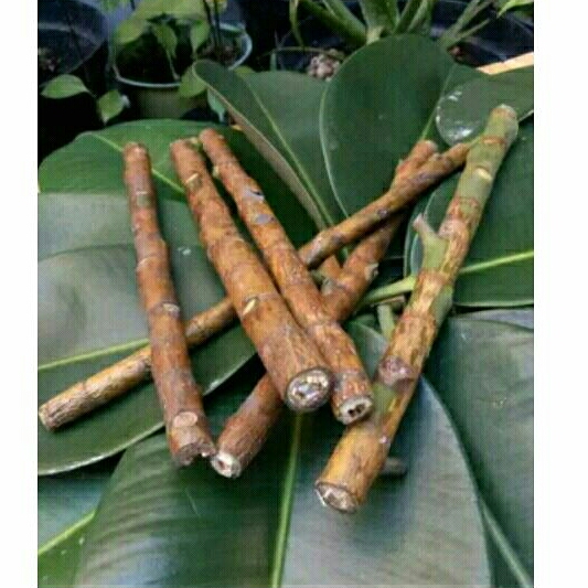 CUTTING KARET KEBO/BATANG KARET KEBO/STEK KARET KEBO
