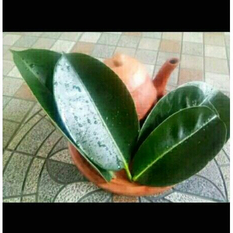 

DAUN KARET KEBO SEGAR 1KG
